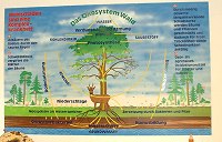 Das kologische System im Wald