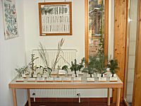 Pflanzen im Winter