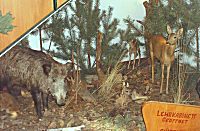Ein Wildschwein mal von Nahem sehen?