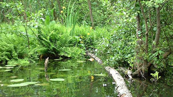 Ein StÃ¼ck Wildnis gleich neben der MÃ¼ggelspree